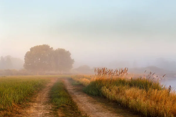 Arbustos de cana, madeira de carvalho, estrada de terra em uma margem de neblina . — Fotografia de Stock