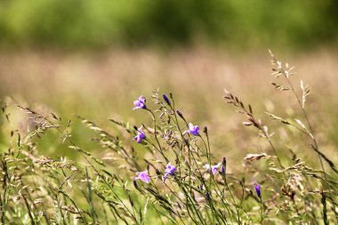 Parlak, güzel ve renkli vahşi akışı ile muhteşem çayır