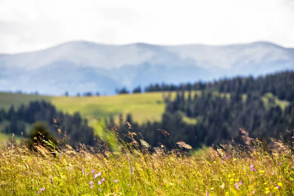 Schöne Naturlandschaft - Almwiesen — Stockfoto