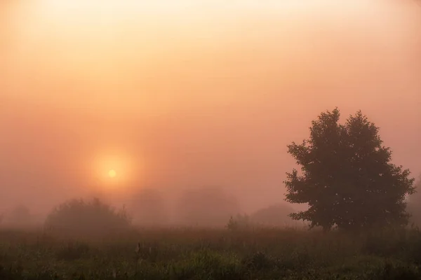 Sommer neblig Wiese Sonnenaufgang — Stockfoto