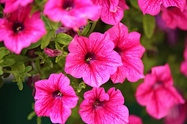 Petúnia fundo. Flores fmacro em espaços verdes . — Fotografia de Stock