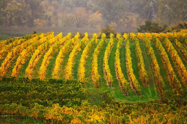 Барвиста осінь у виноградниками, Австрія — стокове фото