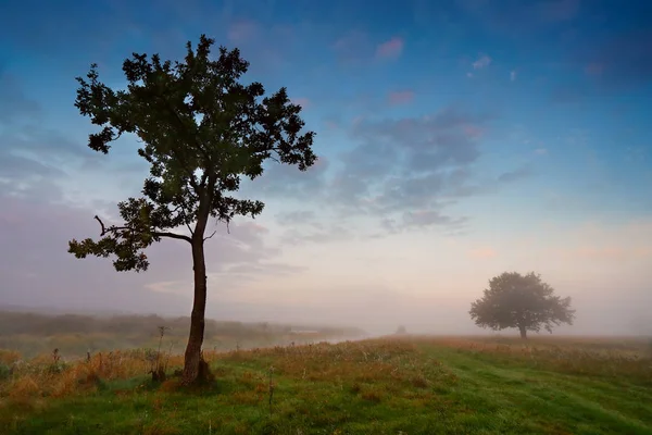 Nebliger Morgen auf einem Fluss. Einsame Bäume auf einer grünen Wiese — Stockfoto