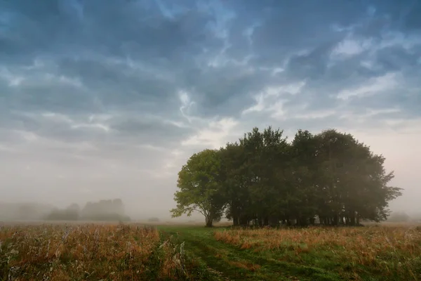 Herbstnebel auf einer Wiese mit Eichen. — Stockfoto