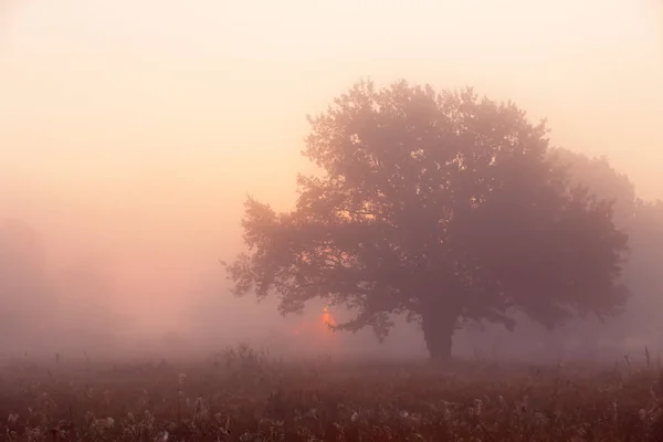 Eiche auf der Wiese bei Sonnenaufgang, Sonnenstrahlen brechen durch den Morgen — Stockfoto