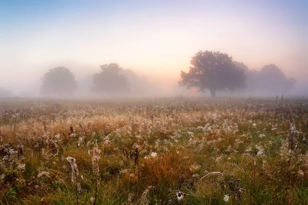 Paisagem pitoresca outono amanhecer enevoado em um bosque de carvalho no m — Fotografia de Stock