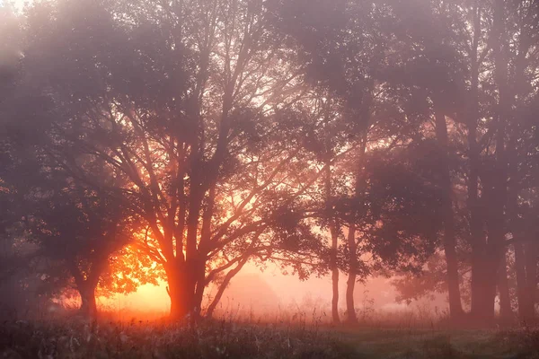 Carvalho Árvores em Meadow at Sunrise, raios de sol rompendo Mornin — Fotografia de Stock