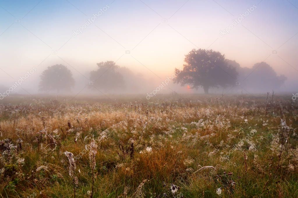 Picturesque autumn landscape misty dawn in an oak grove on the m