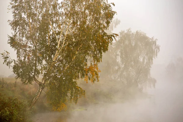Herbstnebel am Morgen. Birken am Flussufer. — Stockfoto