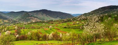 Bahar dağ panorama manzara. Çiçek açan ağaçlar Vadisi.
