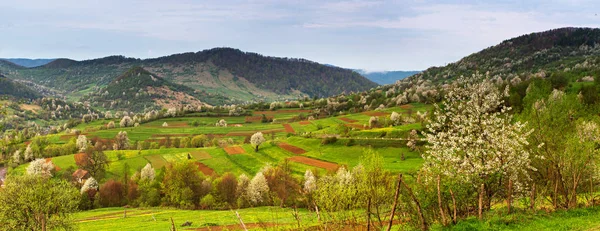 Bahar dağ panorama manzara. Çiçek açan ağaçlar Vadisi.