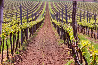 Satır bağ üzüm asma. Bahar yatay, yeşil vineya