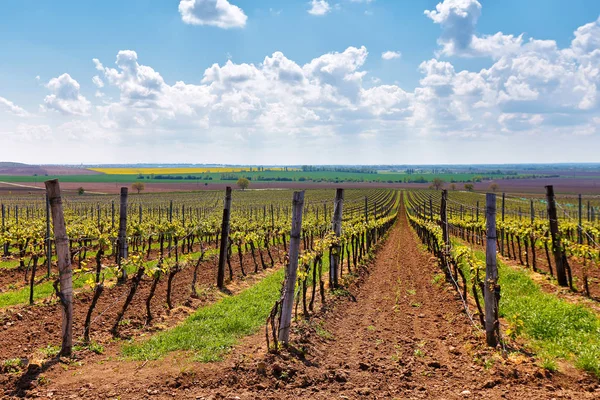 Satır bağ üzüm asma. Bahar yatay, yeşil vineya
