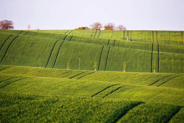 Tavaszi zöld mezők. Zöld mezőgazdasági termény. Tavaszi dombok és a fi — Stock Fotó