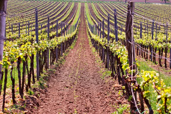 Satır bağ üzüm asma. Bahar yatay, yeşil vineya