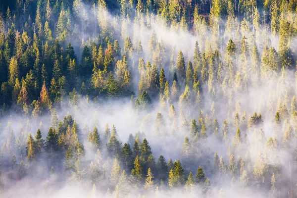 Утренний туман в еловых и еловых лесах под теплым солнечным светом — стоковое фото