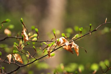 İlk bahar yeşil nazik yaprakları, tomurcukları ve dalları makro 