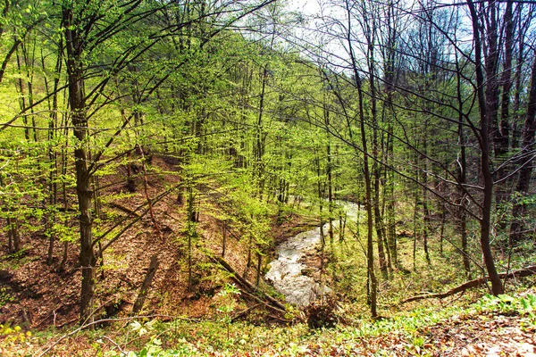 Bosque de primavera. Bosques verdes. Arroyo de montaña en valle —  Fotos de Stock