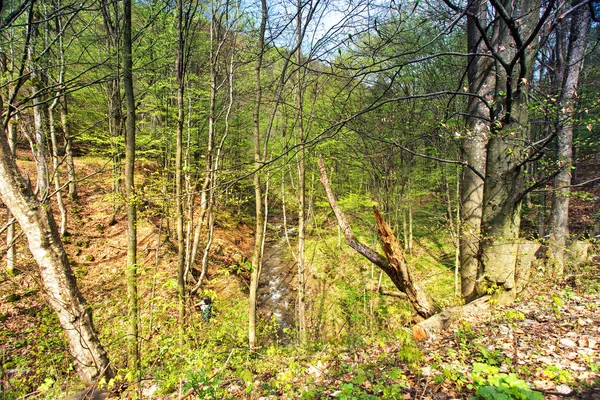 Hêtre de printemps vert ensoleillé et bois de charme. Ruisseau de montagne — Photo