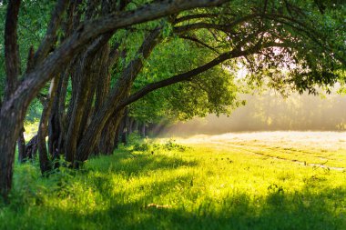 Sabah güneşi. Güneş ışığı yeşil park. 