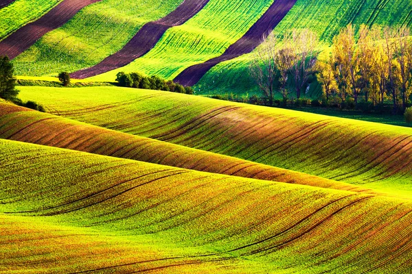 Campos de primavera rolantes. Terras aráveis em Morávia Tcheca . — Fotografia de Stock