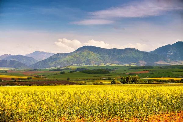 Tatras dağ vadisinde bahar sarısı kolza tarlaları ve yeşil çayırlar. Slovakya kırsal kesimi. Çiçekli bahar manzarası.