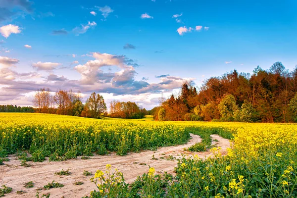 Colza Field 'ın üzerinde bahar renkli bulutlu gün batımı. Çiçek kanola çiftliğindeki kırsal toprak yol. Yağ tohumu filizleniyor. Belarus tarımı. 