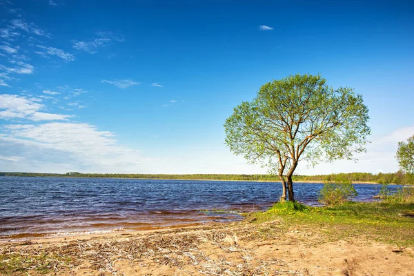 Árvore Solitária Beira Lago Cena Rural Ensolarada Lugar Para Relaxar — Fotografia de Stock