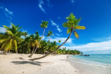 Saona Island Karayipler kumsalda