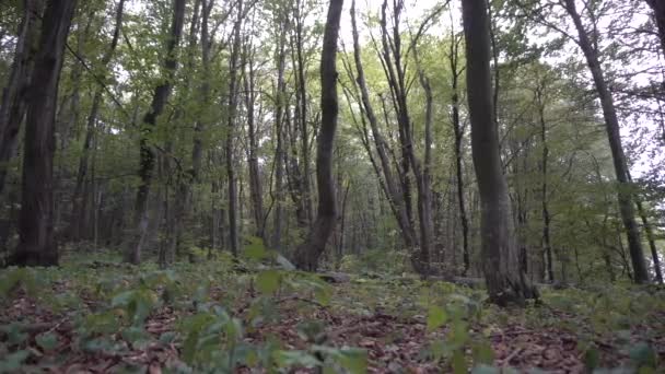 Divoký soumrak lesních stromů — Stock video
