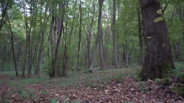Wild dusk forest trees — Stock Video