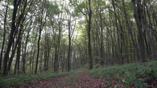 Vahşi alacakaranlıkta Orman ağaçları — Stok video