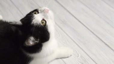 Siyah ve beyaz kedi beyaz masanın üzerinde yatan