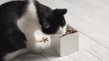 Beyaz masaya bulmacalar ile oynayan siyah ve beyaz kedi