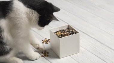 Beyaz masaya bulmacalar ile oynayan siyah ve beyaz kedi