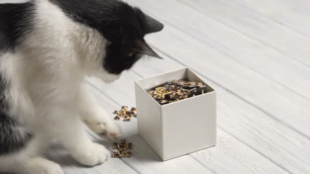 Gato blanco y negro jugando con rompecabezas en la mesa blanca — Vídeos de Stock