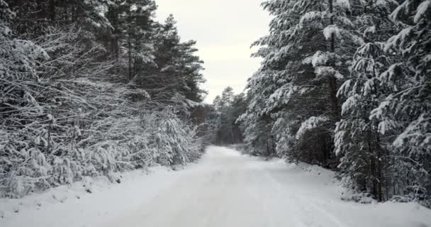Естественный фон снежного леса с дорогой — стоковое видео