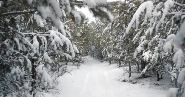 雪の森を通る道路の自然背景 — ストック動画