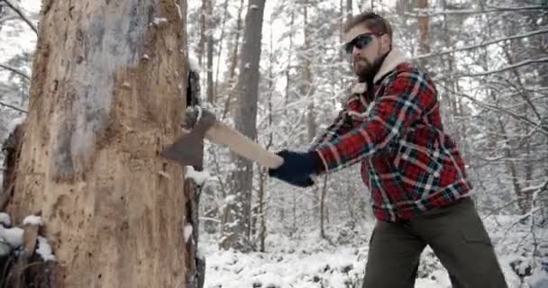 Uomo barbuto taglio vecchio albero a foresta innevata — Video Stock