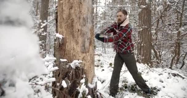 Stark man skär tall i snöig skog — Stockvideo