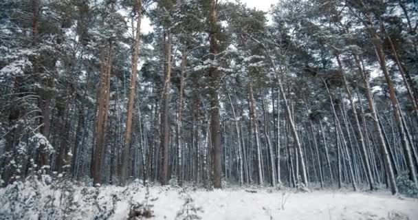 冬の森で美しい雪に覆われた松の木 — ストック動画