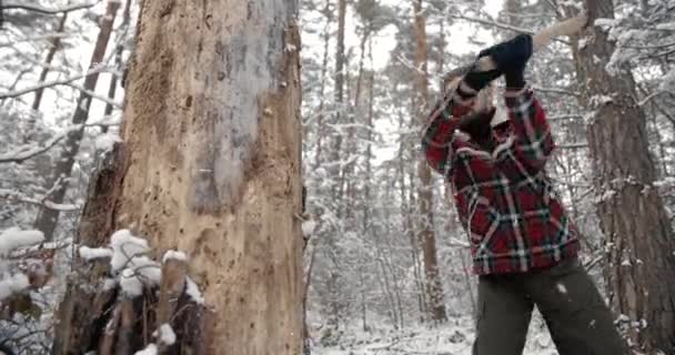 Rijpe houthakker die oude boom met scherpe bijl snijdt — Stockvideo