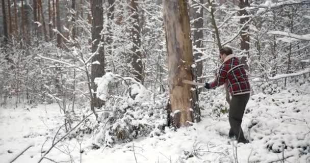 Mature lumberjack cutting old tree at snow-covered forest — Αρχείο Βίντεο