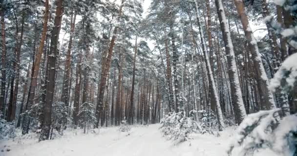 Sněhem pokryté stromy a silnice v jehličnatém lese
