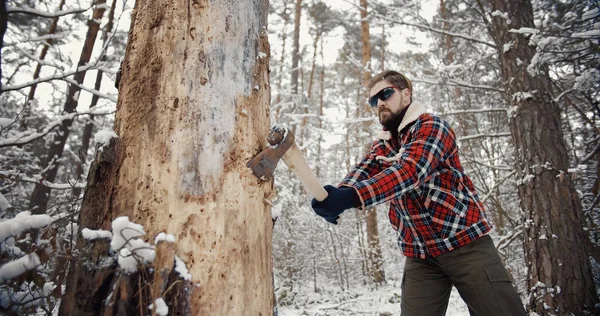 Man chopping old tree, winter — Zdjęcie stockowe