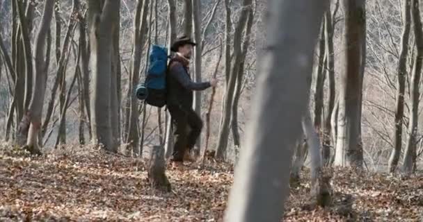 森の中を歩く男性観光客 — ストック動画