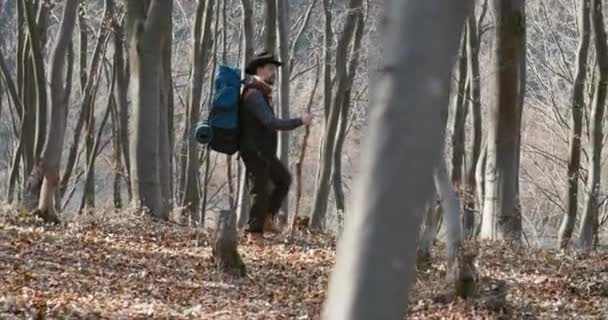 Caminata Turística Masculina en Bosque — Vídeos de Stock