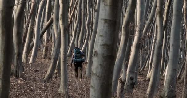 Backpacked Τουριστική Περπάτημα στο δάσος — Αρχείο Βίντεο