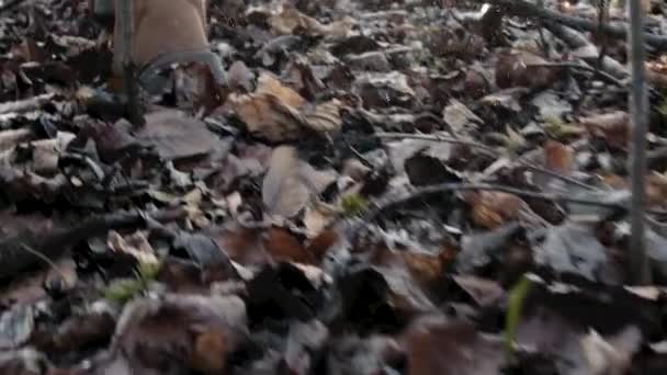 Турист в ботинках Прогулка в лесу — стоковое видео