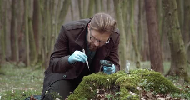 Biolog i gummihandskar undersöker mossa i skogen — Stockvideo